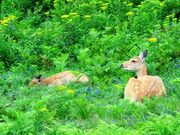 񂳂̃ty̑i̗܁j̓eʐ^2