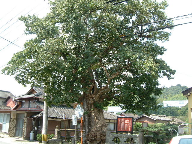 Ԃ񂳂̎R̃`VmL̓eʐ^1