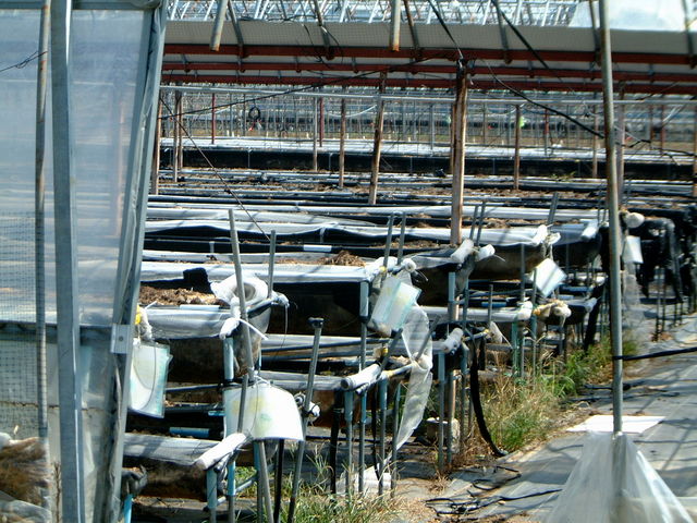 �C�`�S�n�E�X_���̉w�@�L�삭�����̑�