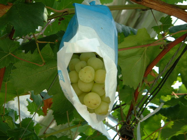 �Ԃǂ�_���̉w�@�L�삭�����̑�