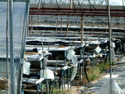 Ԃ񂳂̗̉w@L삭̑̓eʐ^1