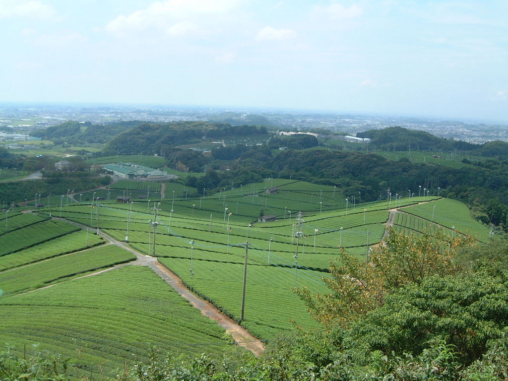 八女中央大茶園