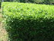 花ちゃんさんの茶畑の投稿写真2