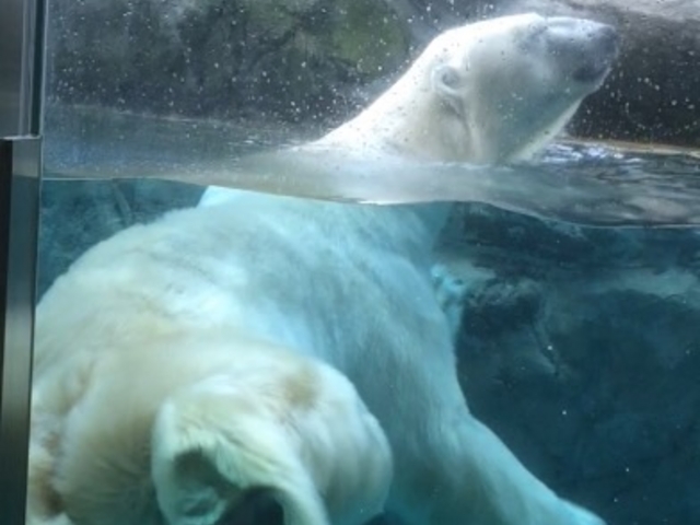 �V���N�}�̑��̗��������܂����I_���R������