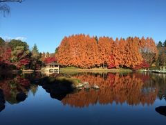 cocoさんの栃木県中央公園への投稿写真1