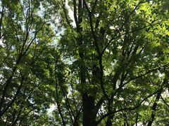 [񂳂̗LRVAւ̓eʐ^1