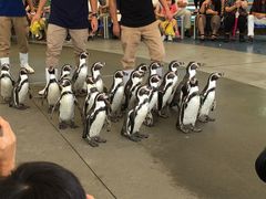ペンギンの散歩_鳥羽水族館