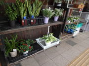 ł̖k͂܏{؊ق̓eʐ^2