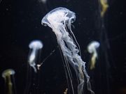 񂳂̒߉sΐق̓eʐ^8