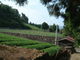 花ちゃんさんのいきいき農園「いもほりむら」の投稿写真1