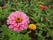 ܂܁̕xm Ԃ߂̗̓eʐ^3