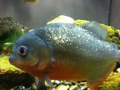 䂢̐EW ANAggӂւ̓eʐ^1