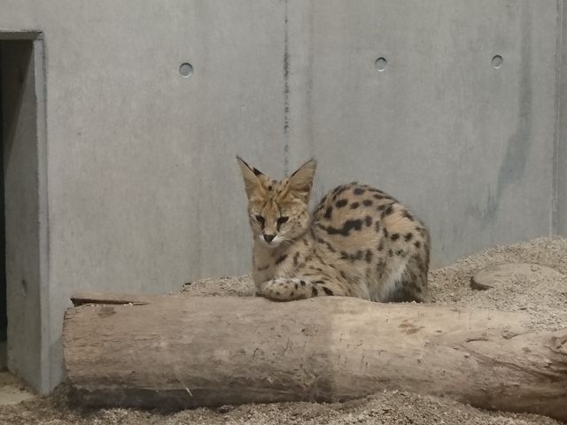 �ɂ�[�B_�~�R������