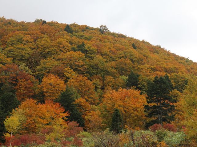 �R�̕��i_������