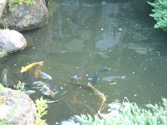 ��_�{�ؐ쎩�R���� �ق���̗�