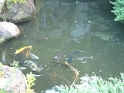 Ԃ񂳂̖{ؐ쎩R ق̗̓eʐ^2