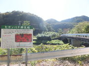 o_q̒҂̃qKoiQn̓eʐ^1