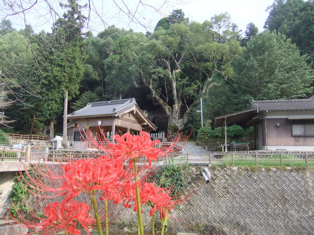 �ފ݉Ԃƌ�_�؂̑叾�B_������