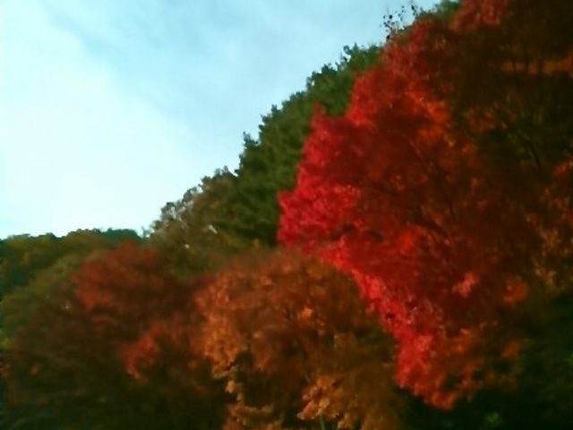 �w�g�t�x�B_�͌��Έ��