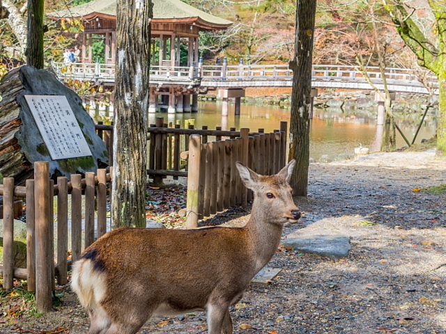 ���䓰�ɂ͖ő��ɋ��܂��񂪁A������ׂ������Ă��O�̔��X�ӂ�܂ł͎�������Ă��܂��B_������