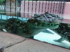 ݂ق̔Moiijւ̓eʐ^1