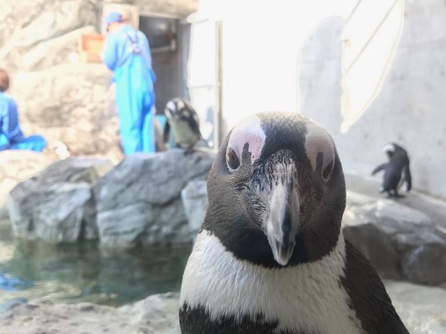 こんなに近くで～_長崎ペンギン水族館