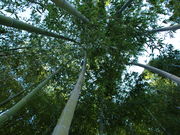 Ƃ悵5525̐ԒːA̓eʐ^2