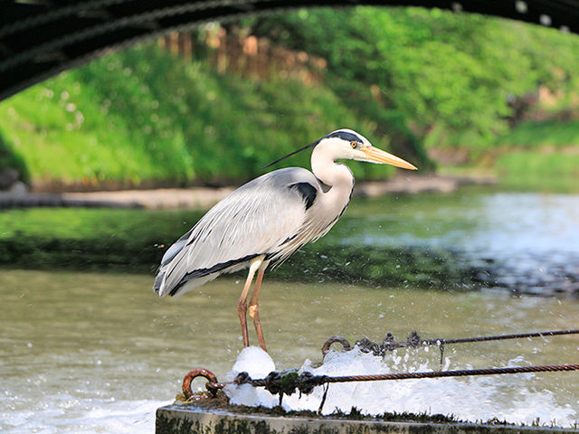 ����̃}�X�R�b�g�H�̃A�I�T�M�ł��B_����V���D