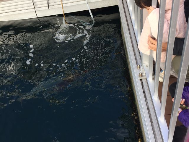 ���������܂����B_���l�E���i���V�[�p���_�C�X