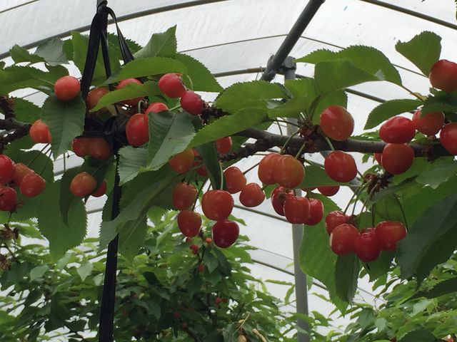 ��������̂�������_���̉w�A�O���p�[�N����