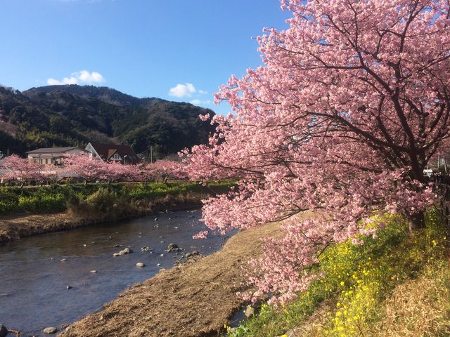 Amazon.co.jp: 桜 苗木 啓翁桜 12cmロングポット苗 けいおうざく