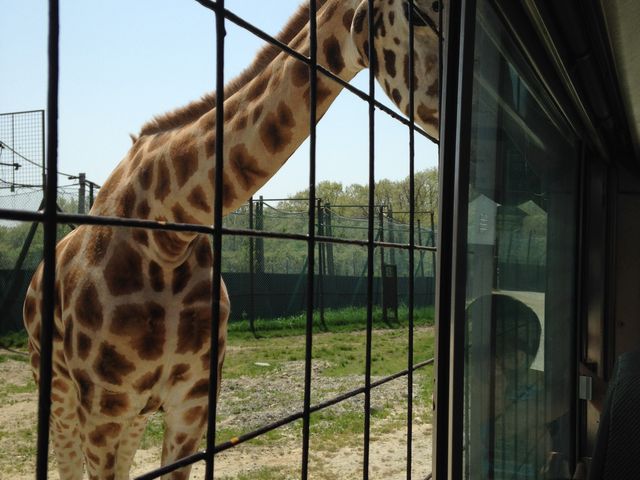 �L�������ڂ̑O�܂ŁI_�ߐ{�T�t�@���p�[�N