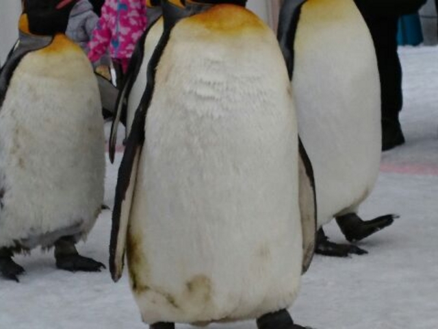 �傫��_���R������