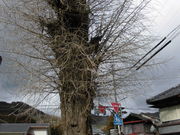 ���Ƃ�-�񂳂�̏a��M���I�O��̓��e�ʐ^4