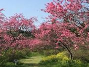 ܂肳̃EXJCt@[̓eʐ^1