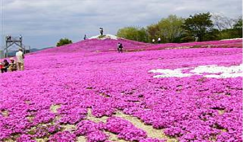 Flower Village 花夢の里 アクセス 営業時間 料金情報 じゃらんnet