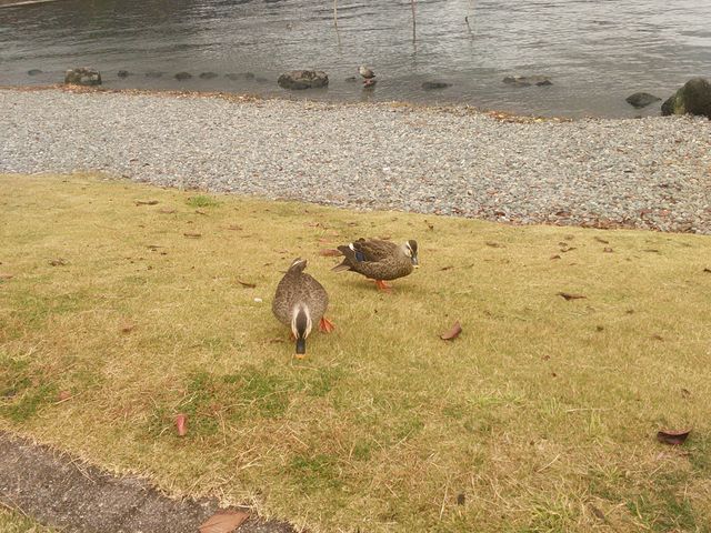 �J���K��_�M�B��ō��� ��Ō���