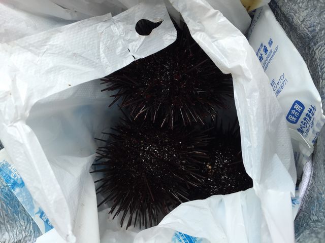 ���܂���I������s�Ŕ������E�j�B�������������B_NPO�@�l���G�ό�����