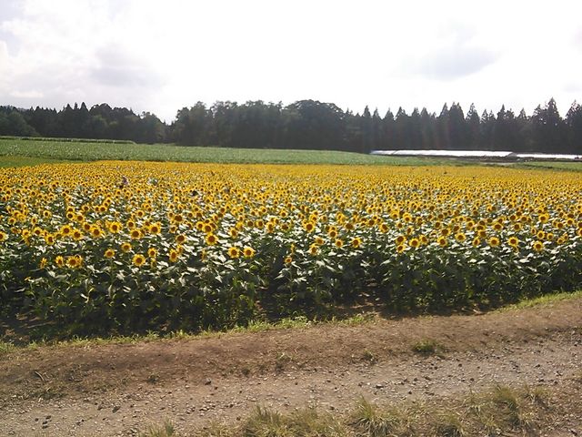 �Ђ܂�蔨_�Ó�Ђ܂��L��