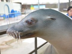 ۂƂ񂳂̐EW ANAggӂւ̓eʐ^1