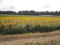 ܂̒ÓЂ܂Lւ̓eʐ^1