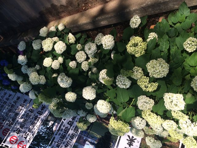 �l�X�ȐF�̂��������B_���y��