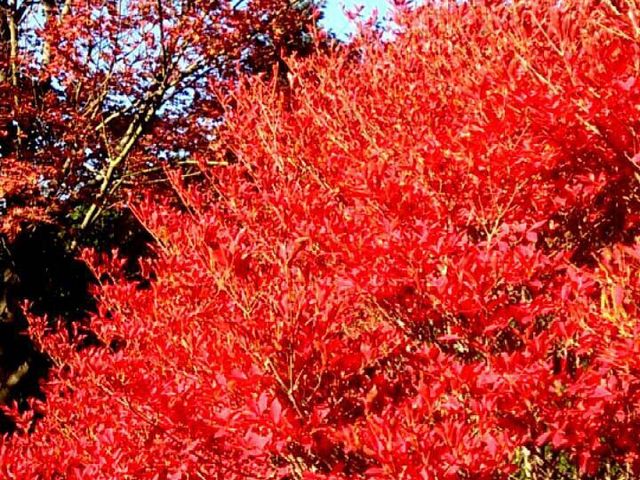 �g�t_�{�H�R�̃R�A�u���c�c�W