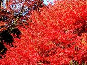 ݂ǂ̋{HR̃RAuccW̓eʐ^1