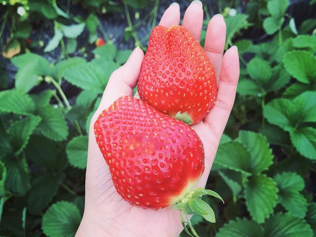 Ȃɑ傫䕁IH׉܂_Ζт