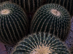 J񂳂̒茧MѐAւ̓eʐ^1