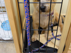 ^bN̈ɓ̗̌EHւ̓eʐ^1