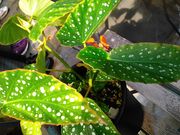 悵߂̃||RxSjAK[f̓eʐ^2