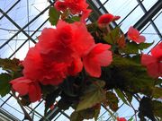 悵߂̃||RxSjAK[f̓eʐ^3