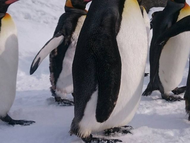 �y���M���̎U��_���R������